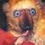 Thumb_blue-eyed_black_lemur