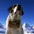 Thumb_saint_bernard