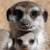 Thumb_060713_meerkat_01.widec