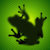 Thumb_vladstudio_frog_1600x1200