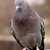 Thumb_pigeon1