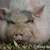 Thumb_huge-pig