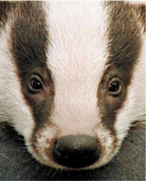 Medium_badger_36776t