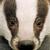 Thumb_badger_36776t