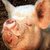 Thumb_18473_316532189042_272579689042_3309588_7659192_n