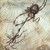 Thumb_spider_and_fly