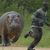 Thumb_animal-attack18
