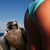 Thumb_erotic_falconry