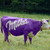Thumb_milka-cow--25254