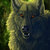 Thumb_black_wolf_by_wolfroad-d4uis4c