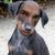 Thumb_mandog510