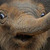 Thumb_elephant-thumb--126597707008135100