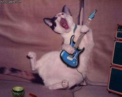 Medium_guitar_cat