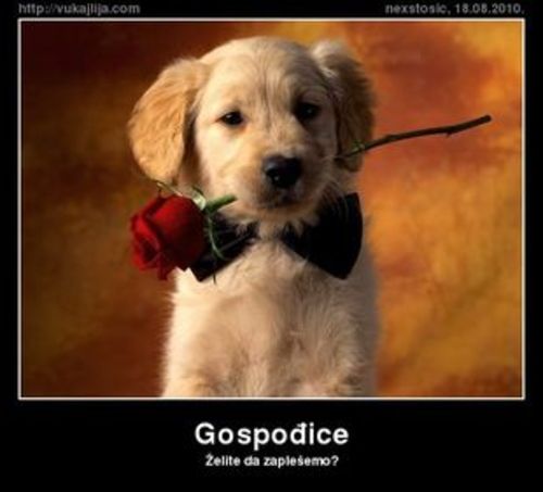 Medium_gospodjice-20883