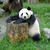 Thumb_panda01