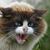 Thumb_very_angry_cat