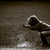 Thumb_4__12_