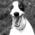 Thumb_funny-dogs