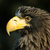 Thumb_298_t6_galerija_70-300_raw2
