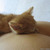 Thumb_funny-wallpapers-cat-sleep-on-but