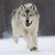 Thumb_gray_wolf_minnesota