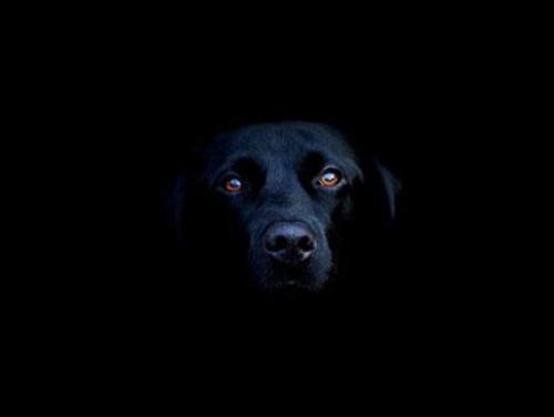 Medium_black-lab-1