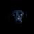Thumb_black-lab-1
