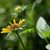 Thumb_africki-cvet-u-oazi