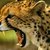 Thumb_225253_169939439726843_100001323655424_359249_1762909_n__1_