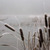 Thumb_reed_summer_desktop_background_photos