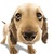 Thumb_dog