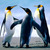 Thumb_penguins