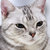 Thumb_american_shorthair