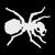 Thumb_the_prodigy_ant__5_