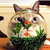 Thumb_funny_cat_02