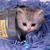 Thumb_cat2