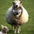 Thumb_wolf-sheep1