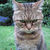 Thumb_angry-cat