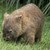 Thumb_2624_wombat