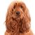 Thumb_these_funny_animals_728_640_30