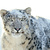 Thumb_kitteh