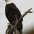 Thumb_bald_eagle_image