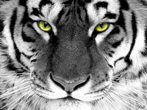 Medium_tigereyes