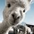 Thumb_ogledalce-ogledalce