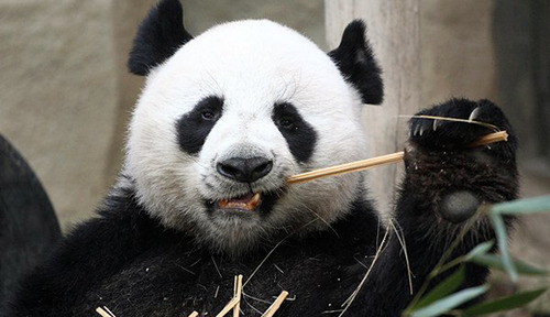 Medium_giant-panda-520