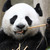 Thumb_giant-panda-520