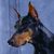 Thumb_doberman