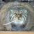 Thumb_another_fat_cat_814566a