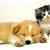 Thumb_dog_cat