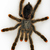 Thumb_tarantula--img-m9368a5608c0cde52722cf2f5d841d216